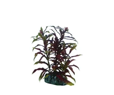 HOBBY Aquaristik Nesaea 13 cm plastikinė