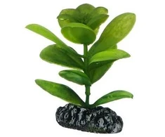 HOBBY Aquaristik Saururus 7 cm plastikas HOBBY