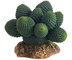 HOBBY kaktusas „Atacama“, 7 cm, terariumui