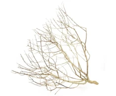 Hobby Terraristik HOBBY Dykumos krūmas S