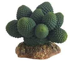 HOBBY Terraristik HOBBY Kaktusas Atacama 7 x 6 x 5 cm