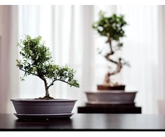 POLNIX Keraminis vazonas BONSAI, ovalus, kreminis, 25x18 x 6(A) cm