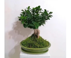 POLNIX Keraminis vazonas BONSAI, ovalus, žalias, 25x18 x 6(A) cm
