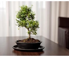 POLNIX Keraminis vazonas BONSAI, ovalus, juodas, 25x18 x 6(A) cm