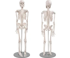 Mokomasis 85 cm žmogaus griaučių modelis su judančiais sąnariais ir nuimamomis galūnėmis, žmogaus skeletas, griaučių muliažas, anatominis žmogaus griaučių modelis