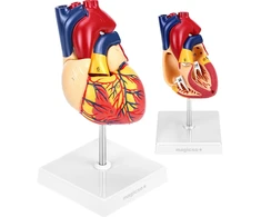 Širdies modelis, edukacinis anatomijos modelis biologijai, širdies muliažas, širdies anatomijos modelis