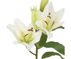 Home4You Dirbtinė gėlė GARDEN H75cm, balta lelija