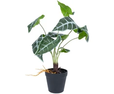 Dirbtinis augalas GREENLAND H40cm, Alocasia
