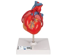 3b Scientific Žmogaus anatomija - klasikinis širdies modelis su šuntu, 2 dalys + nemokama anatomijos programėlė - 3b Smart Anatomy