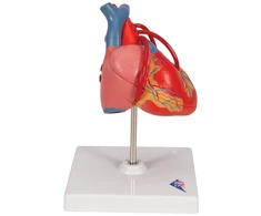 3b Scientific Žmogaus anatomija - klasikinis širdies modelis su šuntu, 2 dalys + nemokama anatomijos programėlė - 3b Smart Anatomy