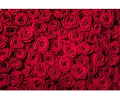 Aoihrraan 3,5 x 2,5 m raudonos rožės gėlių sienos fonas gėlės romantiškas gėlių Valentino dienos fotografijos fonas jubiliejaus vakarėlio nuotakos dušo dekoras įsimylėjėlių portreto fotostudijos rekvizitai