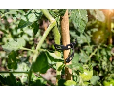 Bambukinės atramos augalams Tonkin - ⌀7 mm, 90 cm, 7 vnt.