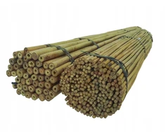 Bambukinės atramos, bambuko atrama, bambukinė 240 cm 22/24 mm /10 vnt./