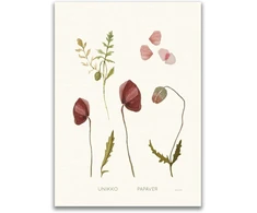 Botanikos plakatas
