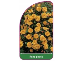 Darželio etiketės Rose Crawling 316 aukštos kokybės 50 vnt.