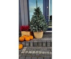 Dirbtinė eglutė outdoor sidabrinė eglė vazone 160 cm Naujiena 2024/2025