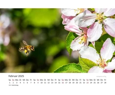 Edition Seidel Andrea Dreegmeyer Premium kalendorius Bee Love 2025 formatas Din A3 sieninis kalendorius Bee Bumblebee Flowers Flowers