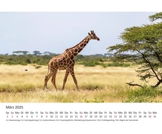 Edition Seidel Premium kalendorius Fascination Giraffes 2025 formatas Din A3 sieninis kalendorius gyvūnų kalendorius Afrika Pietų Afrika Kenija Serengeti stepė savana žirafa bulius karvės laukiniai gyvūnai