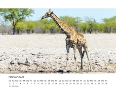 Edition Seidel Premium kalendorius Fascination Giraffes 2025 formatas Din A3 sieninis kalendorius gyvūnų kalendorius Afrika Pietų Afrika Kenija Serengeti stepė savana žirafa bulius karvės laukiniai gyvūnai