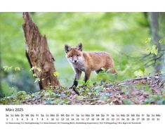 Edition Seidel Premium kalendorius Foxes 2025 Formatas Din A4 Sieninis kalendorius Gyvūnų kalendorius Lapės Gyvūnai Laukiniai gyvūnai Miško gyvūnai Plėšrūnai Gamta