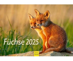 Edition Seidel Premium kalendorius Foxes 2025 Formatas Din A4 Sieninis kalendorius Gyvūnų kalendorius Lapės Gyvūnai Laukiniai gyvūnai Miško gyvūnai Plėšrūnai Gamta