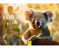 Edition Seidel Premium kalendorius Koalos 2025 formatas Din A4 sieninis kalendorius gyvūnų kalendorius Australija koala lokys žinduolis eukalipto miškas