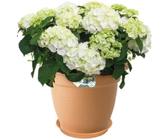 Elho Žalias Basics vazonas - mild terra 53 cm