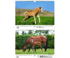 Foal Magic Din A3 kalendorius 2023 metams. Žirgai ir kumeliukai - Soul Magic, Kn2023-3w-0015-d-0