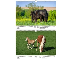 Foal Magic Din A3 kalendorius 2023 metams. Žirgai ir kumeliukai - Soul Magic, Kn2023-3w-0015-d-0