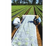 F&amp;r pavasarinė dengiamoji balta agroplėvelė 21 g/m² 1,6x20 m