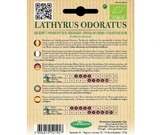 Germisem kvapusis pelėžirnis Lathyrus Odoratus, Ecbio1541