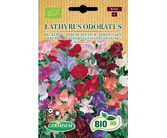 Germisem kvapusis pelėžirnis Lathyrus Odoratus, Ecbio1541