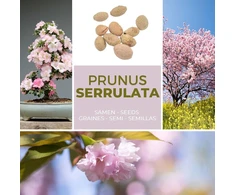 Japoniška dekoratyvinė vyšnia/žiedinė vyšnia 10 sėklų/pakelis (prunus serrulata) – rožinė gėlių svajonė sode