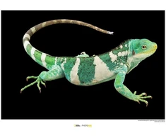 Plakatas Komar National Geographic sieninis paveikslas Fidžio sala dryžuotoji iguana – dydis: 70 x 50 cm – be rėmo – plakato fotografija, gyvūnas, nykstantis gyvūnas, gyvūno paveikslas, kliento atspaudas, portretas – Wb-ng-037-70x50