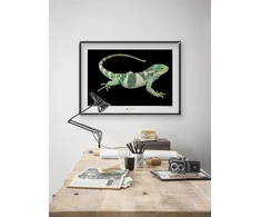 Plakatas Komar National Geographic sieninis paveikslas Fidžio sala dryžuotoji iguana – dydis: 70 x 50 cm – be rėmo – plakato fotografija, gyvūnas, nykstantis gyvūnas, gyvūno paveikslas, kliento atspaudas, portretas – Wb-ng-037-70x50