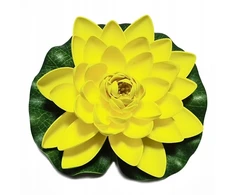 Lelija tvenkiniui geltona 28cm