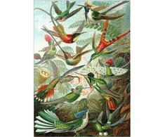 Mypuzzle kolibriai ir trochilidae (kolibriai), vintažinis meno plakatas, ernst haeckel - premium 1000 dalių dėlionė - mypuzzle special collection by havana puzzle company