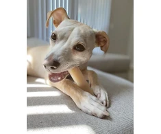 Nylabone kramtomasis žaislas šunims Wolf
