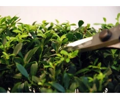 Okatsune 221 bonsai žirklės, 200 mm
