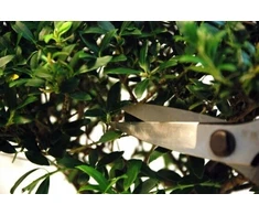 Okatsune 221 bonsai žirklės, 200 mm