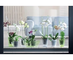 Prosperplast atrama gėlėms, orchidėjoms, orchidėjoms Istc03 rožinė