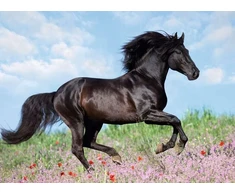 Ravensburger 12803 7 "majestic Horses" dėlionė (200 dalių)