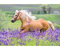 Ravensburger vaikiška dėlionė 05148 Horse Love dėlionė vaikams nuo 4 metų su 2 x 24 detalėmis