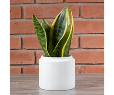 Vazonas Tang betoninis baltas diam. 15cm