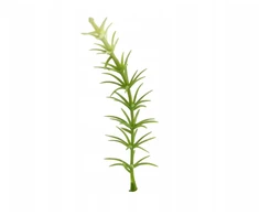 Asparagus mini dirbtinė gėlė augalas terariumui, įranga, dekoracija