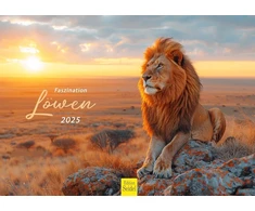 Edition Seidel Premium kalendorius Fascination Lions 2025 formatas Din A3 sieninis kalendorius gyvūnų kalendorius Afrika laukiniai gyvūnai plėšrūnas katė liūtas didelis katinas liūtas