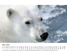 Edition Seidel Premium kalendorius The World of Polar Bears 2025 formatas Din A4 sieninis kalendorius gyvūnų kalendorius Šiaurės ašigalis Grenlandija baltasis lokys plėšrūnas
