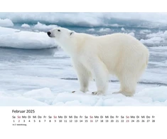 Edition Seidel Premium kalendorius The World of Polar Bears 2025 formatas Din A4 sieninis kalendorius gyvūnų kalendorius Šiaurės ašigalis Grenlandija baltasis lokys plėšrūnas