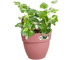 Elho Vibia Campana Easy Hanger S 21 vazonas balkonui ir laukui, skersmuo 20,5 x aukštis 26,5 cm, rožinis / pudros rožinis