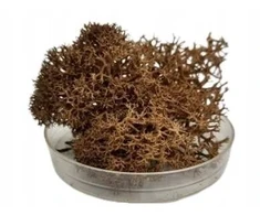 Rudasis kerpsamanė (chrobotek reniferowy) 20g
